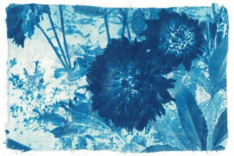 Cyanotype Art – Unveiling the Timeless Beauty of Blue Prints