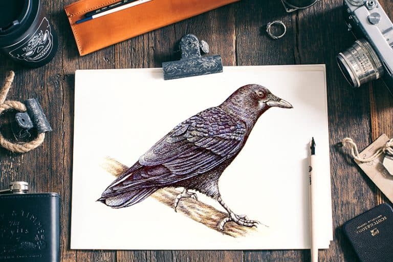 How to Draw a Crow – Tips from the Artist about Drawing a Crow