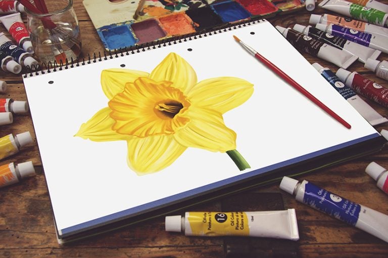 How to Draw a Daffodil – Creating a Realistic Daffodil Illustration