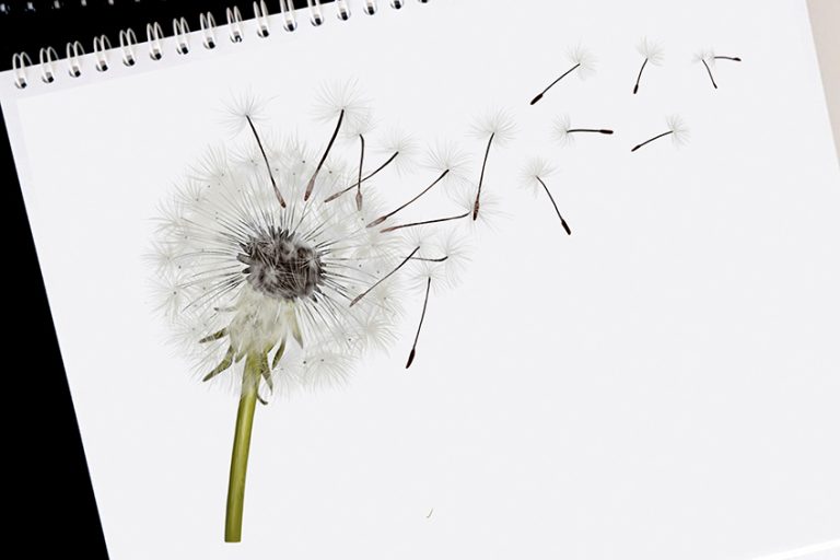 How to Draw a Dandelion – Create a Realistic Dandelion Drawing With Us