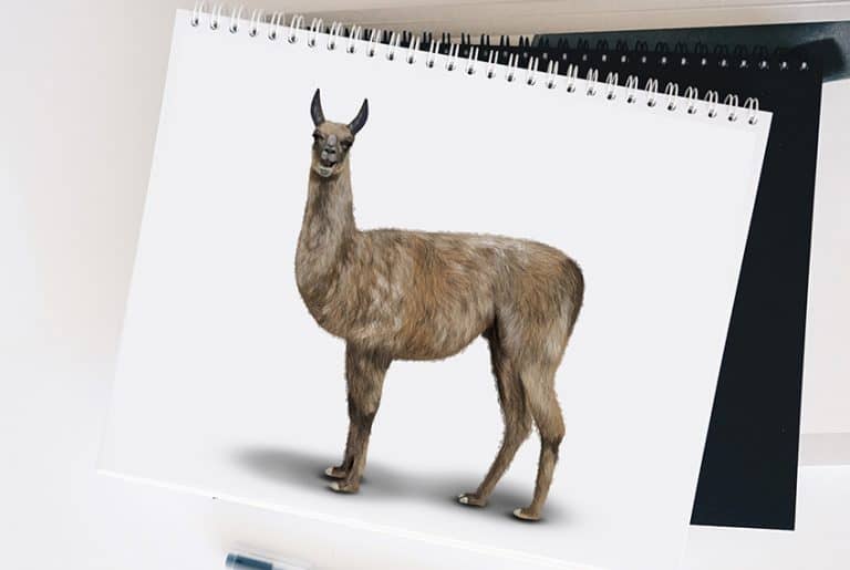 How to Draw a Llama – A Fun Step-by-Step Llama Drawing