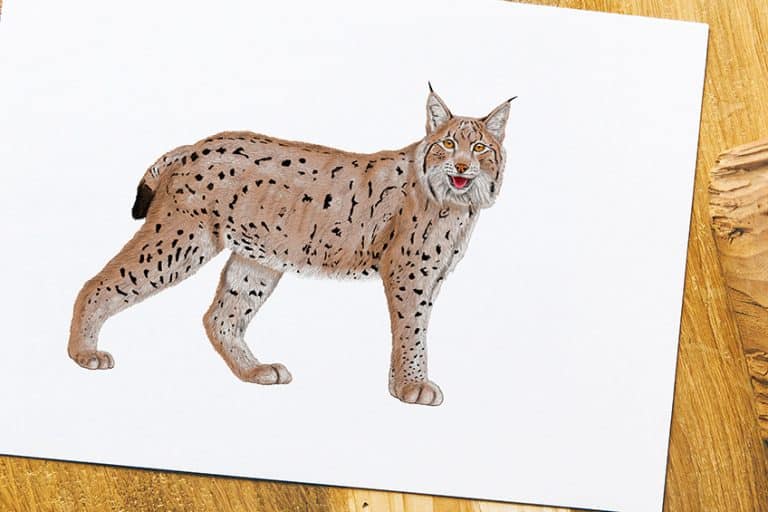 How to Draw a Lynx – Create a Majestic and Stealthy Lynx Sketch