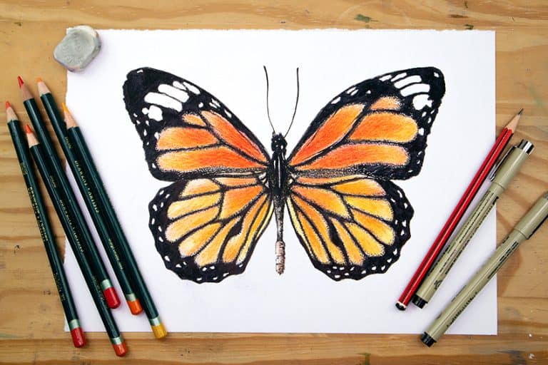 How to Draw a Monarch Butterfly – Realistic Drawing Tutorial