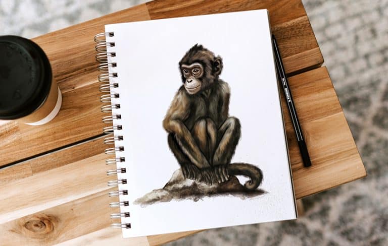 How to Draw a Monkey – Create an Adorable Monkey Drawing