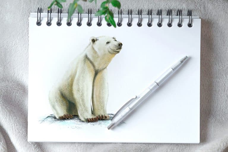 How to Draw a Polar Bear – Draw a Cute and Cuddly Polar Bear