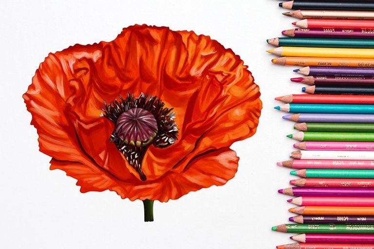 How to Draw a Poppy Flower – A Step-by-Step Tutorial