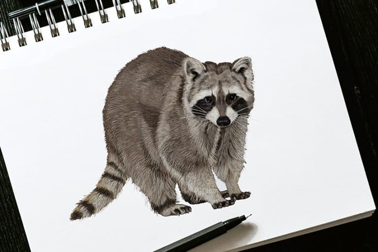 How to Draw a Raccoon – Draw a Mischievous Raccoon Sketch