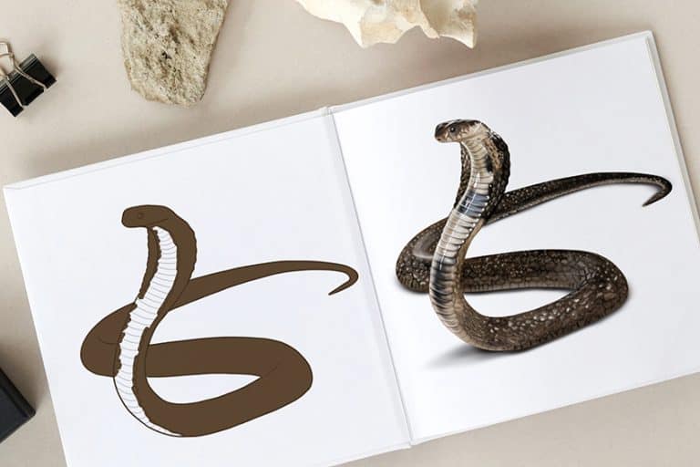 How to Draw a Snake – A Fun and Easy Snake Drawing