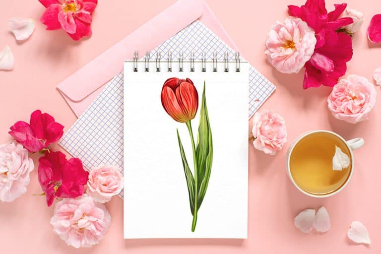 How to Draw a Tulip – A Realistic Tulip Drawing Tutorial