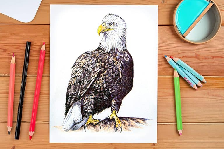 How to Draw an Eagle – A Majestic Bald Eagle Drawing