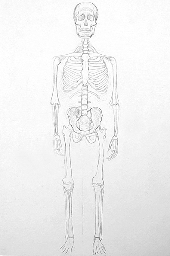 Skeleton Drawing 16