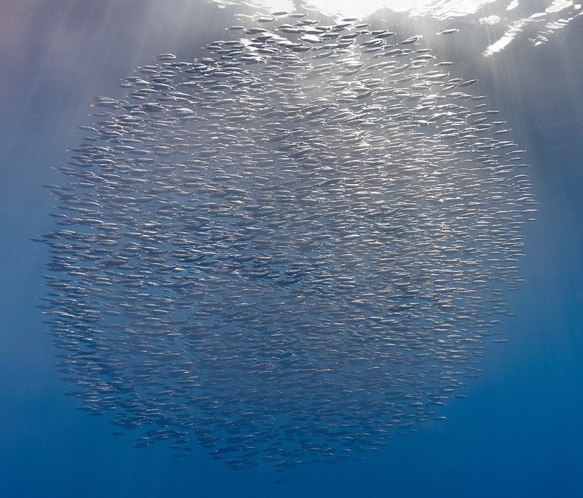 Underwater Photography Variety